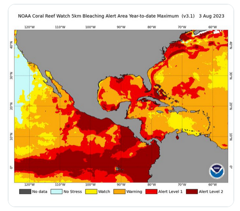 File:Coral bleaching - August 2023.png