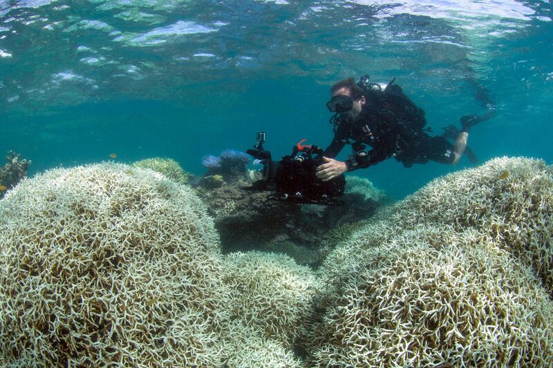 File:Great Barrier Reef dying.jpg