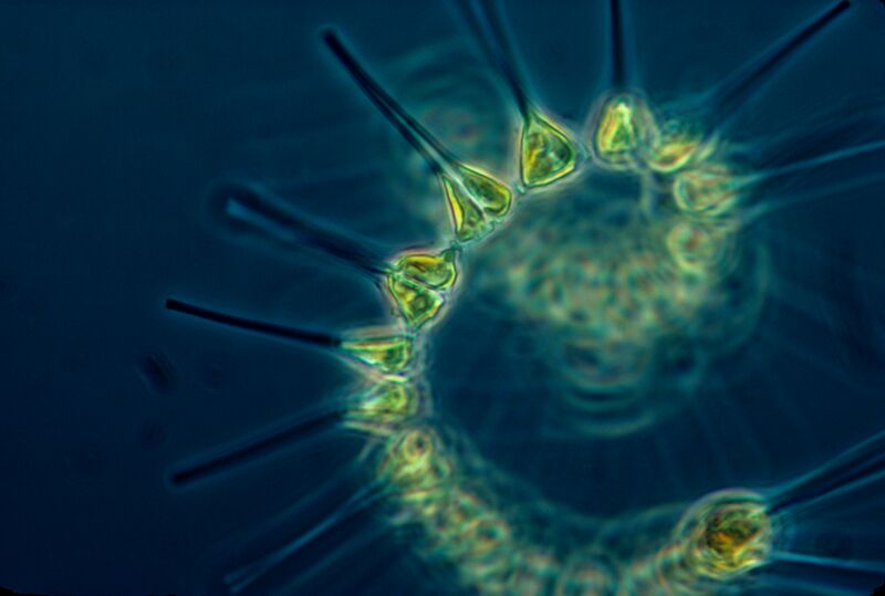 File:Phytoplankton - the foundation of the oceanic food chain.jpg