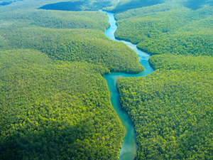 File:Amazon-rainforest (3).jpg