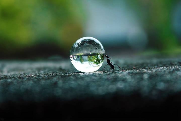 File:Ant rolling a water droplet, not Sisyphus.jpg