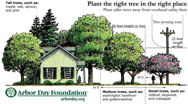 Arbor Day tree tips.jpg