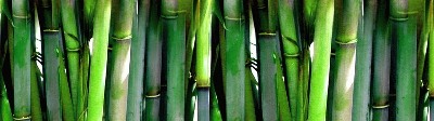Bamboo-400x400.jpg