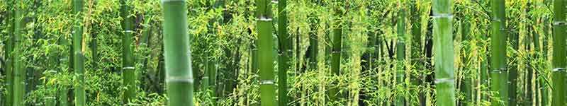 File:Bamboo-800x150.jpg