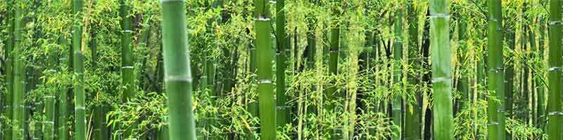 Bamboo-800x200.jpg