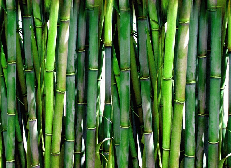 File:Bamboo-publicdomain.jpg