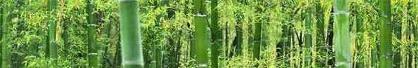 Bamboo3-596x97.jpg