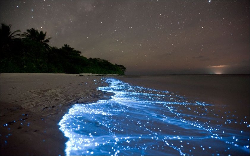 Bioluminescent phytoplankton Maldives.jpg