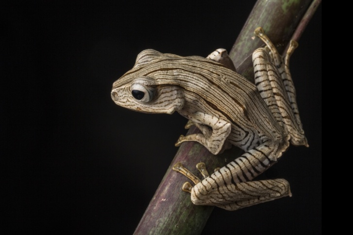 Borneo Eared Frog.jpg