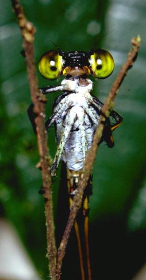 Bug eyes in the rainforest canopy Photo by Don Perry-2.jpg