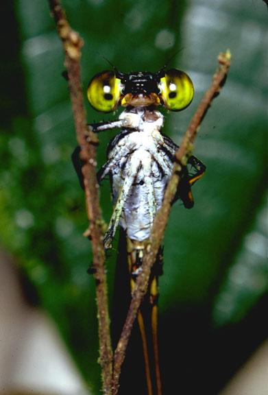 File:Bug eyes in the rainforest canopy Photo by Don Perry.jpg