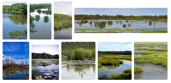 Coastal Intercoastal Wetlands.jpg