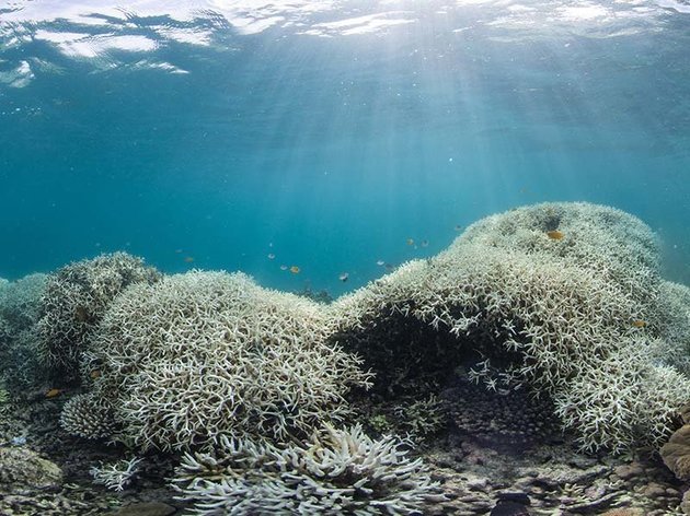 File:Coral bleaching Great Barrier Reef 2016.jpeg