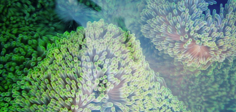 Coral growing-Mott Lab,Florida.jpg