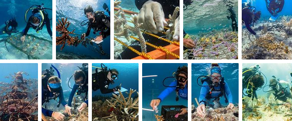 File:Coral reef rejuvenation-montage.png