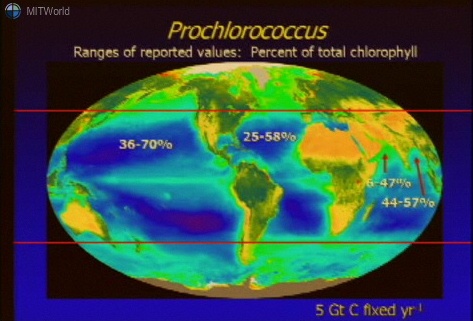 Cyanobacteria Prochlorococcus worldmapping MIT.jpg