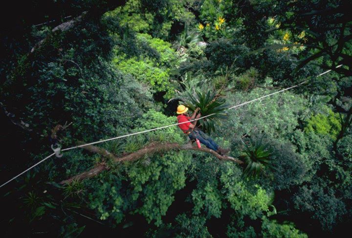 Don Perry In the Canopy first-gen canopy web.jpg