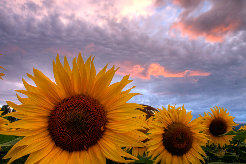 File:EOS sunflowers-gp.jpg