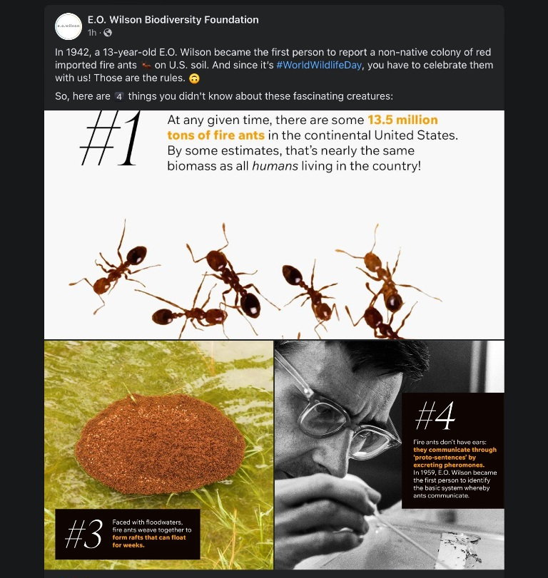 EO and Fire Ants in the US - on World Wildlife Day.png