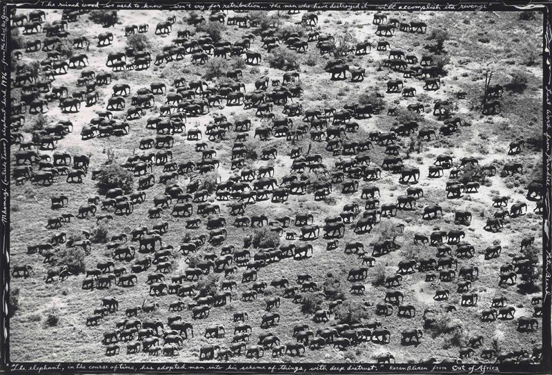 Elephant herd from the End of the Game-by Peter Beard.jpg