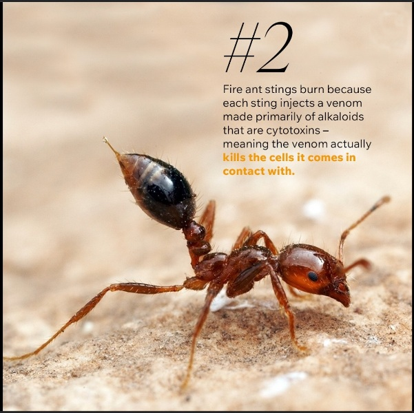 File:Fire Ants.png