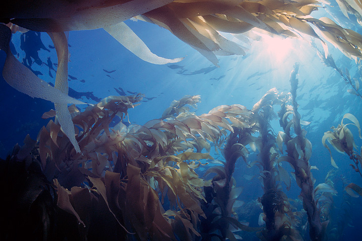 Floating Forests-Kelp -- Oceanlight.jpg