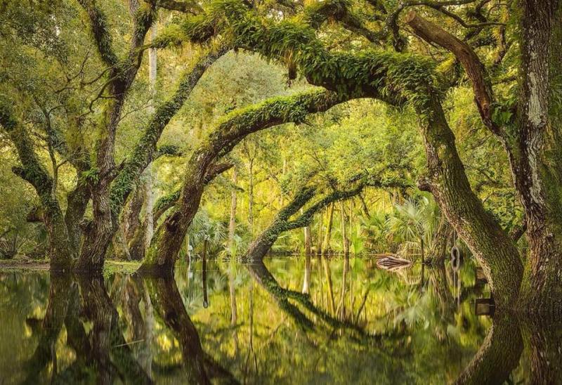 File:Flooded oak hammock Florida.jpg