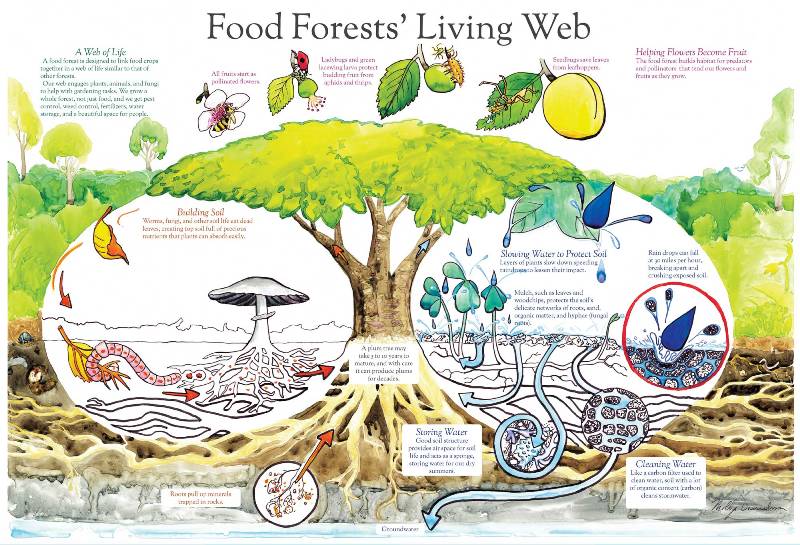 File:Food-Forests-Living-poster by Molly Danielsson.jpg