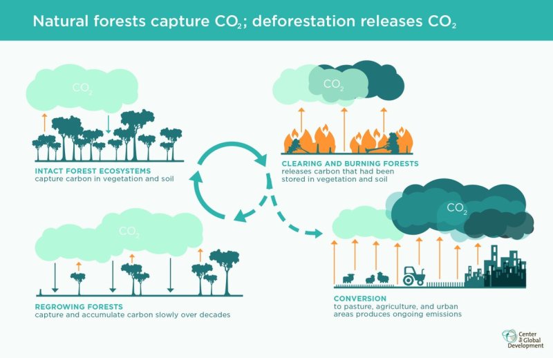 File:Forests and CO2.jpg