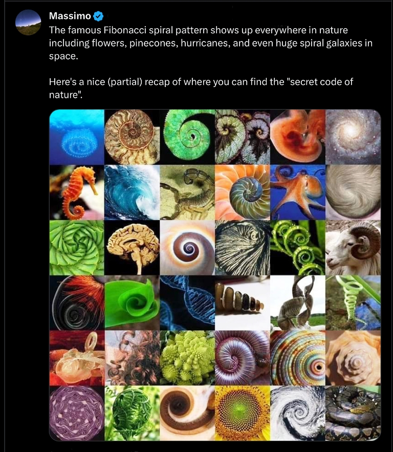 Golden spiral - Fibonacci spiral via Massimo 2023.png