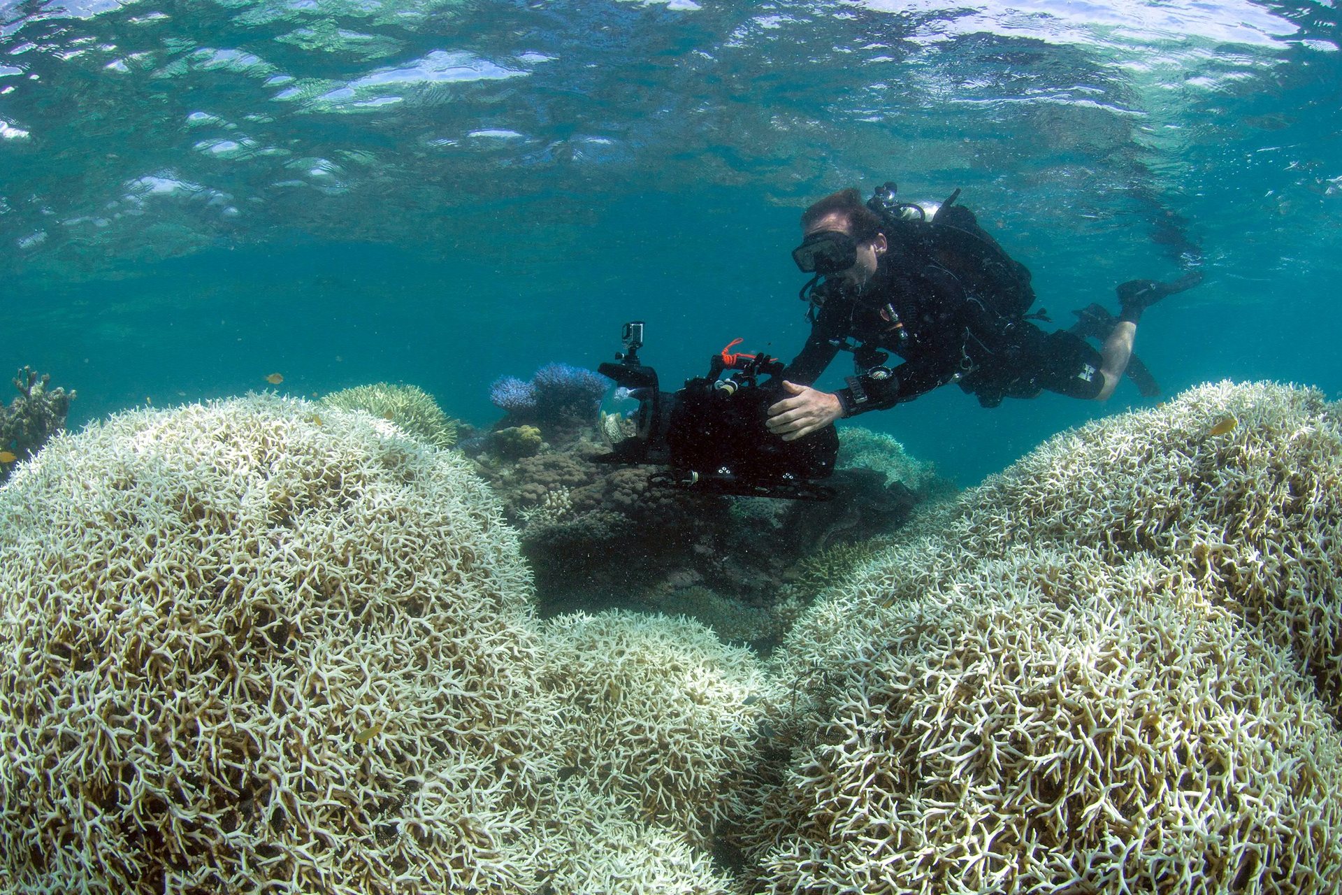 Great Barrier Reef dying.jpg