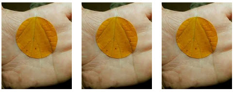 Hand and Leaf and Life Lines.jpg
