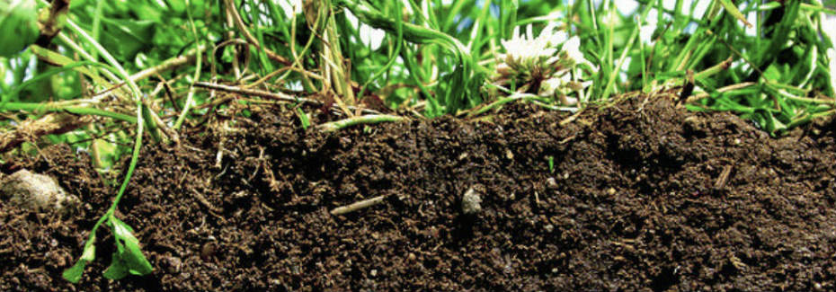 Healthy-soil.jpg