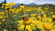 Honey-Bee.jpg