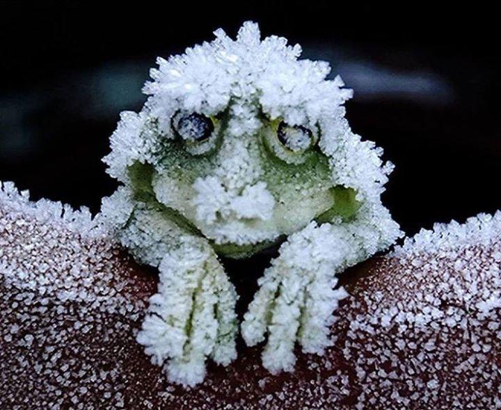 It's here, the ice age is here trolling arctic frog.jpg