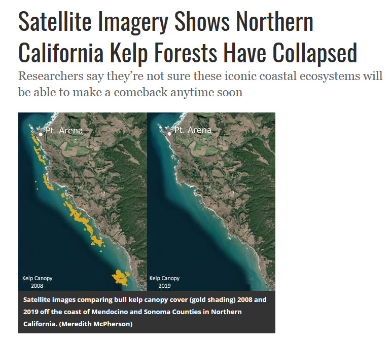 Kelp forest off Calif coast collapsing.jpg