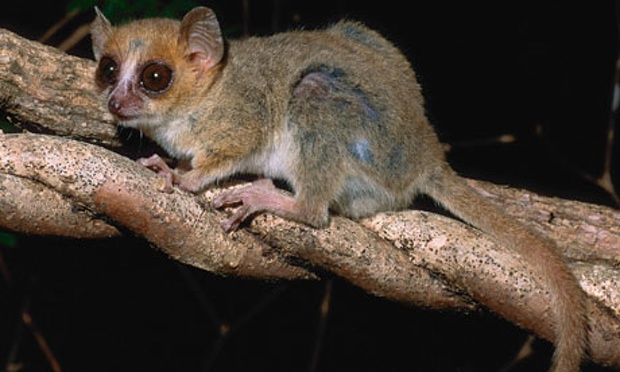 File:Madagascar Lemur.jpg