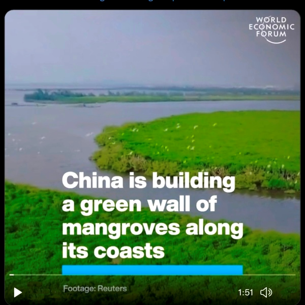 Mangroves 'green wall' in China.png