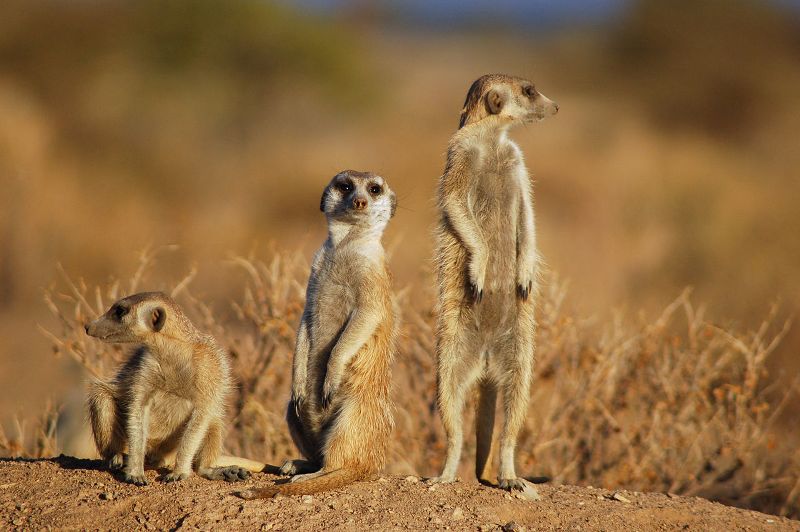 Meerkats Suricates in Namibia.jpg
