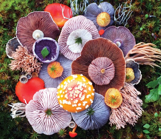 File:Mushroom Garden, courtesy of Jill Bliss.JPG