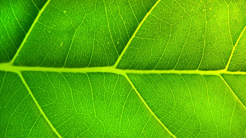 Nature Us and Veins of a Green Leaf.jpg