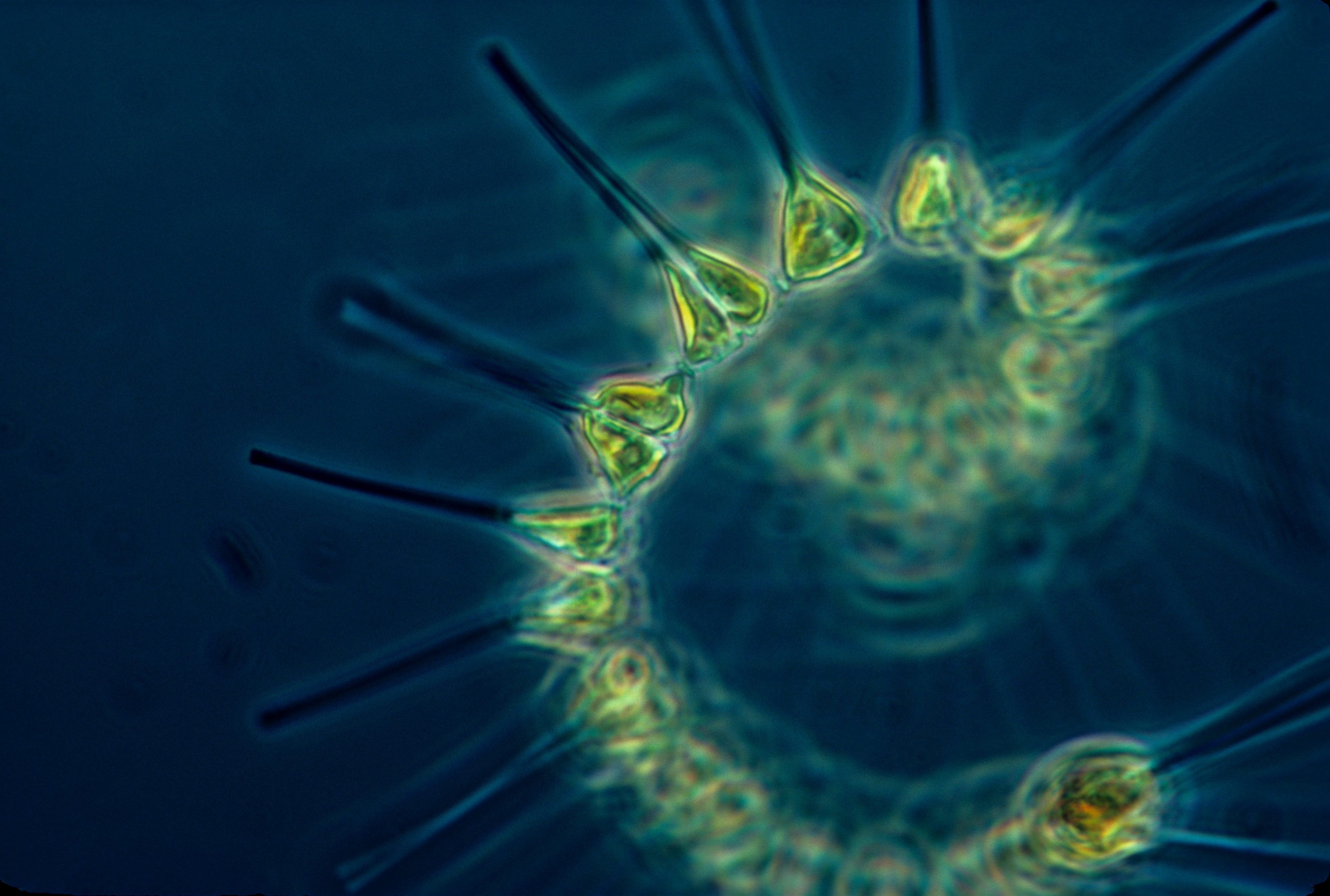 Phytoplankton - the foundation of the oceanic food chain.jpg