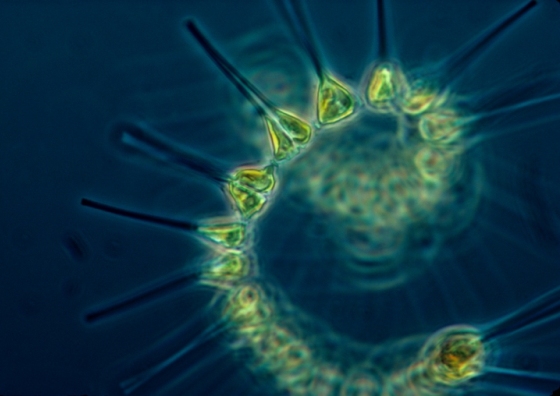 File:Phytoplankton - the foundation of the oceanic food chain 560x396.jpg