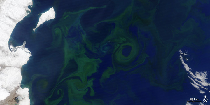 Phytoplankton kamchatka NASA.jpg