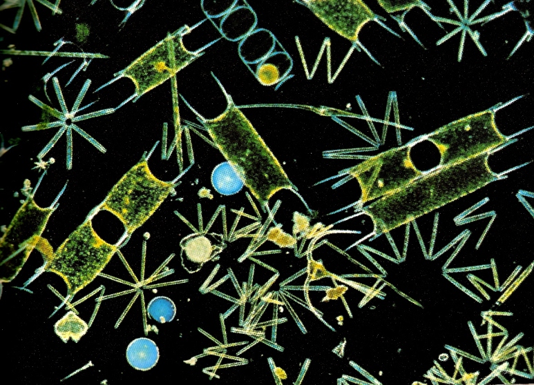 File:Plankton - phytoplankton m.jpg