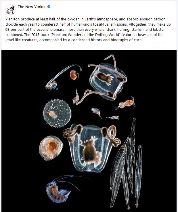 Plankton story - New Yorker - Oct 2021.jpg