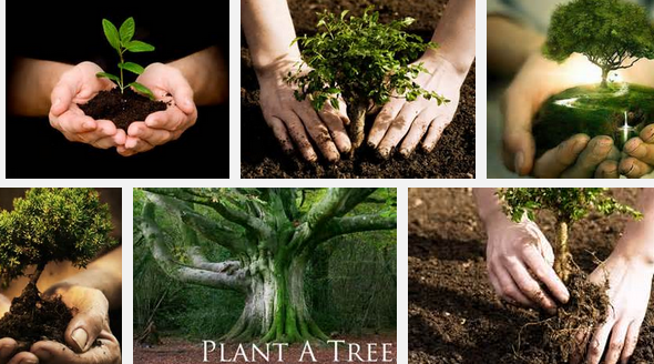 File:Plant a Tree.png