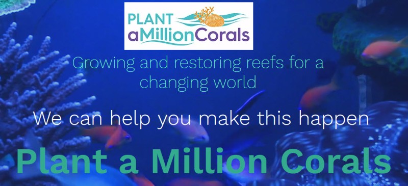 File:Planting Corals Now.jpg