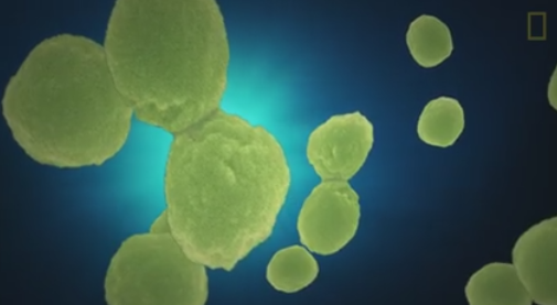 Prochlorococcus blue-green.tiny ones.png