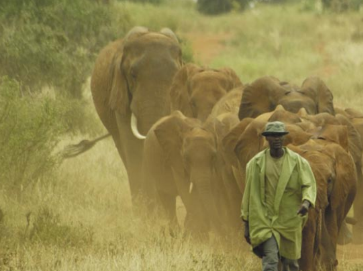 Protecting the Giants-Elephants-1.png